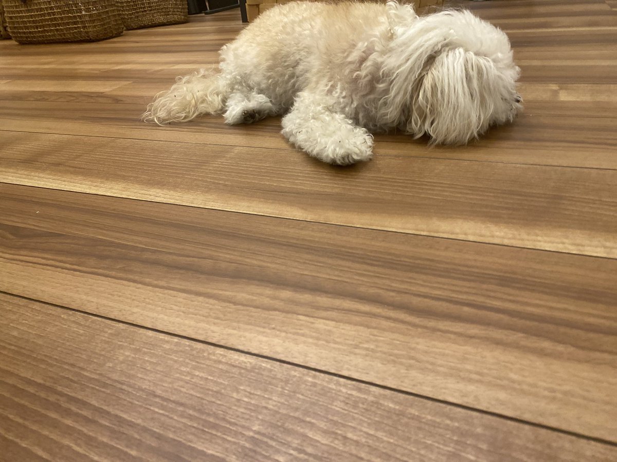 ✹( '-' ✹ )ｳﾆ!✺✺✺