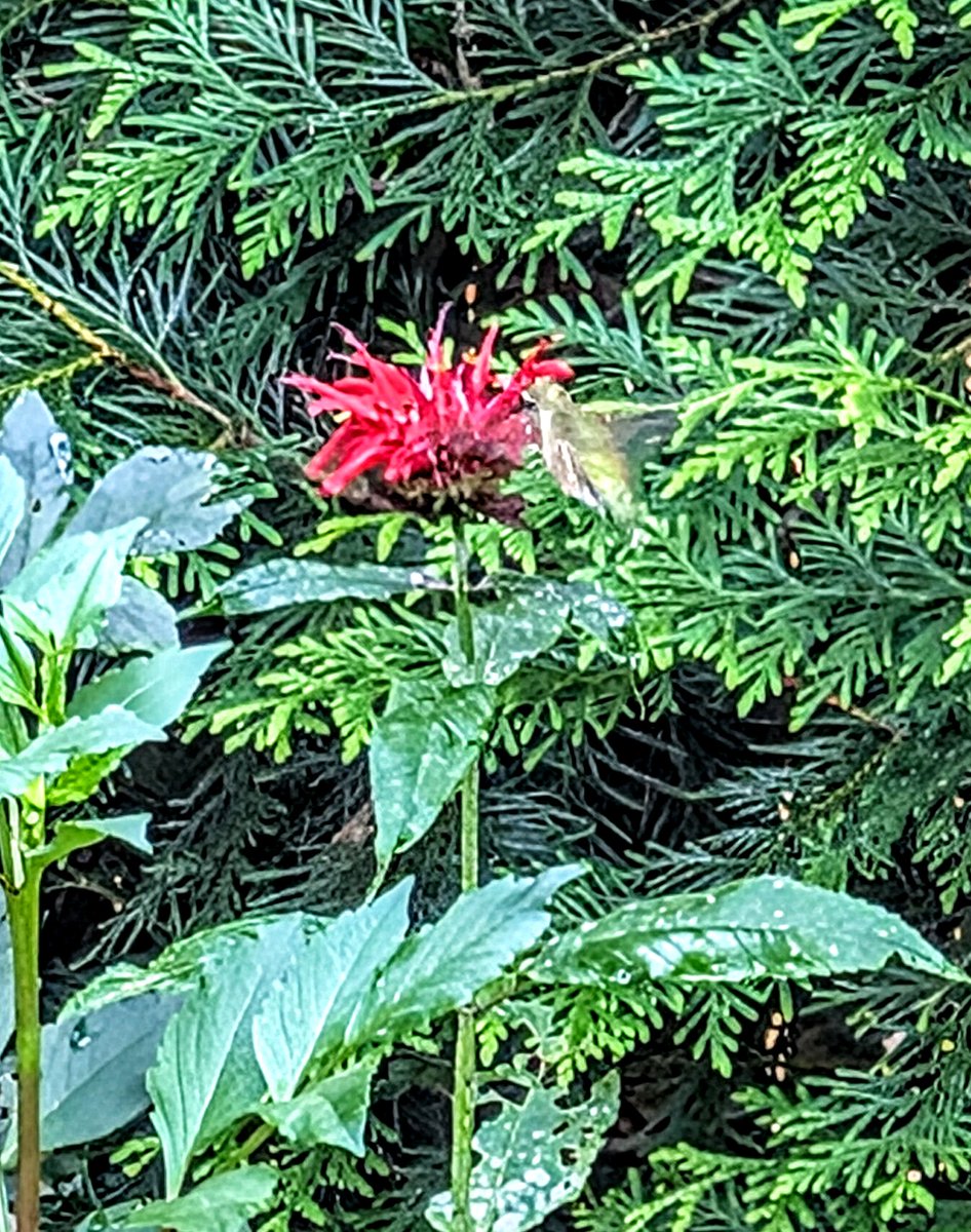 Cosmic Dancer tweet media