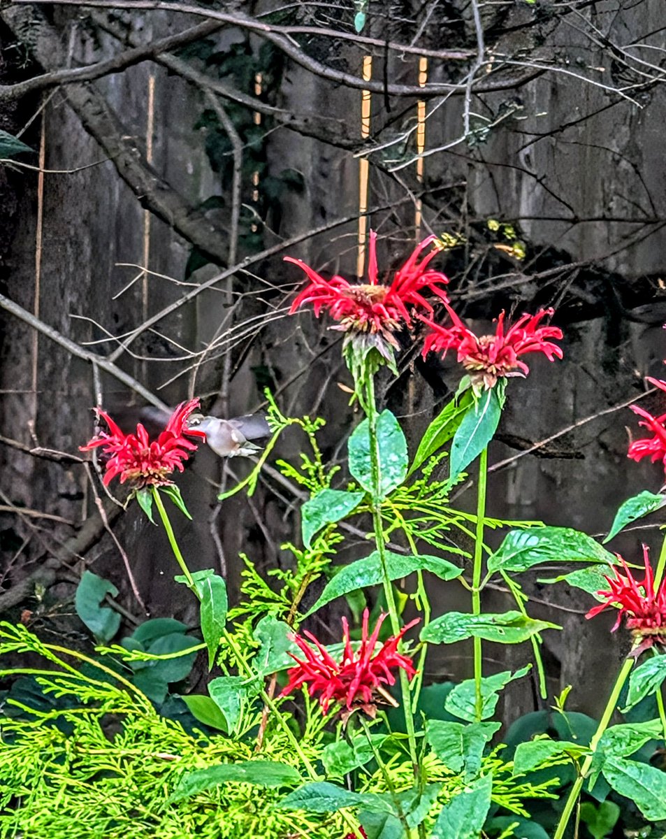 Cosmic Dancer tweet media