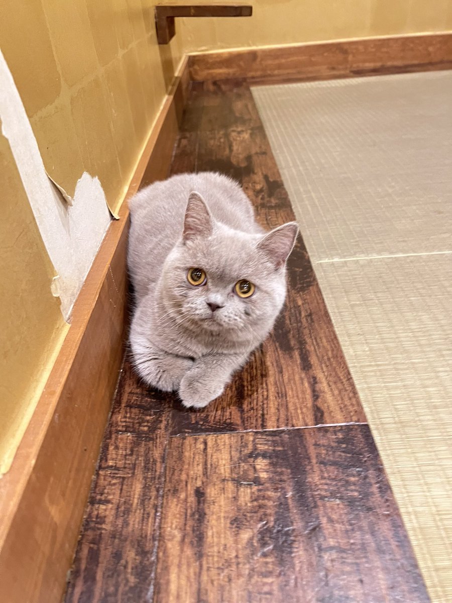 猫カフェ新入生^_^
小さくて可愛い🐱ྀི🤍ྀི