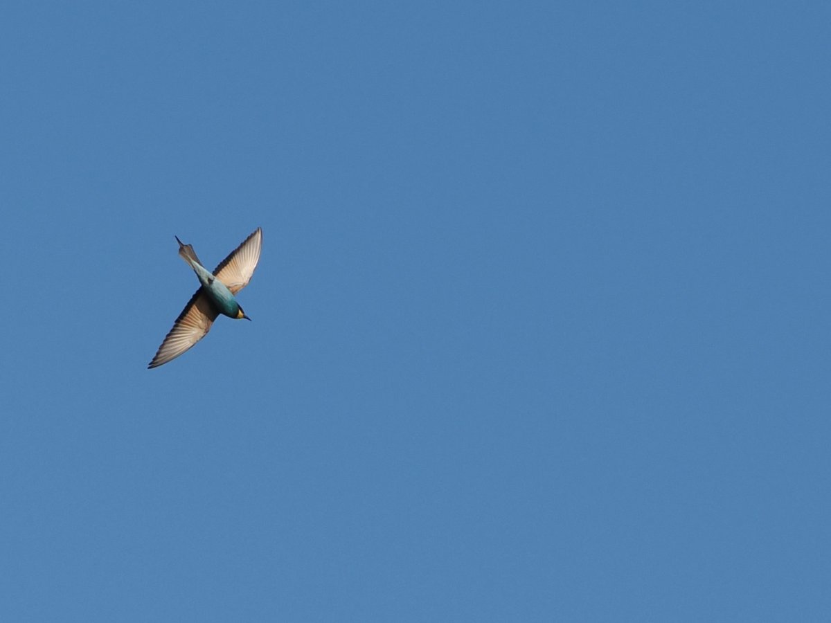 Harry's Birds & Wildlife tweet media