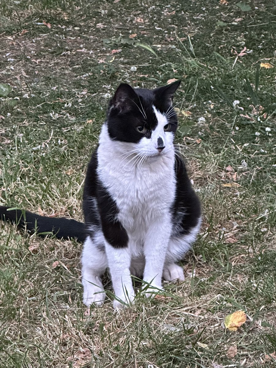 JesseandGiz15's tweet image. Jesse has been a little under the weather recently . Trip to the vets left with a congestive heart failure diagnosis 😔 He’s been started on medication which seems to have perked him up a little . Wondered if anyone on here has experienced this and what’s to come ?😢