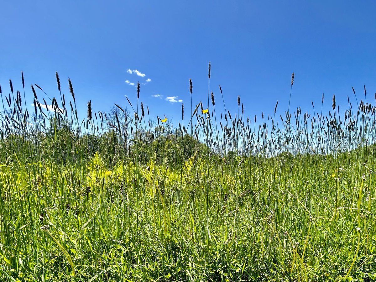 When logic pauses, the field begins to speak