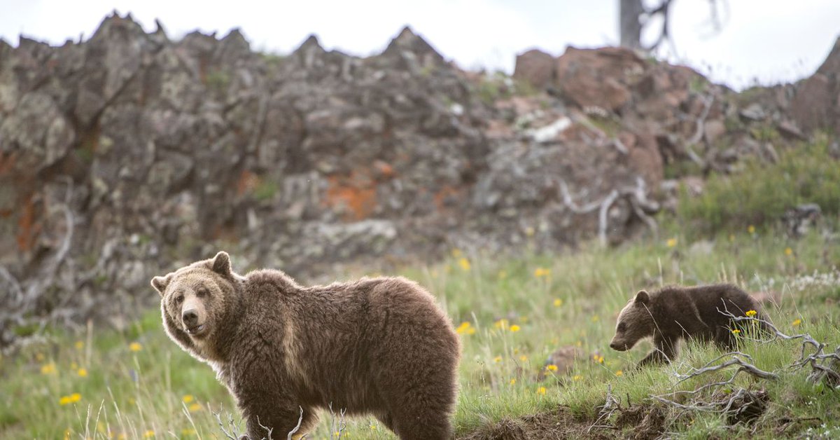 HealthIT Policy (@hitpol) on Twitter photo Is It Time to Stop Protecting the Grizzly Bear? dlvr.it/TLlT6L in <a href="/WIRED/">WIRED</a> Is It Time to Stop Protecting the Grizzly Bear? dlvr.it/TLlT6L in <a href="/WIRED/">WIRED</a>