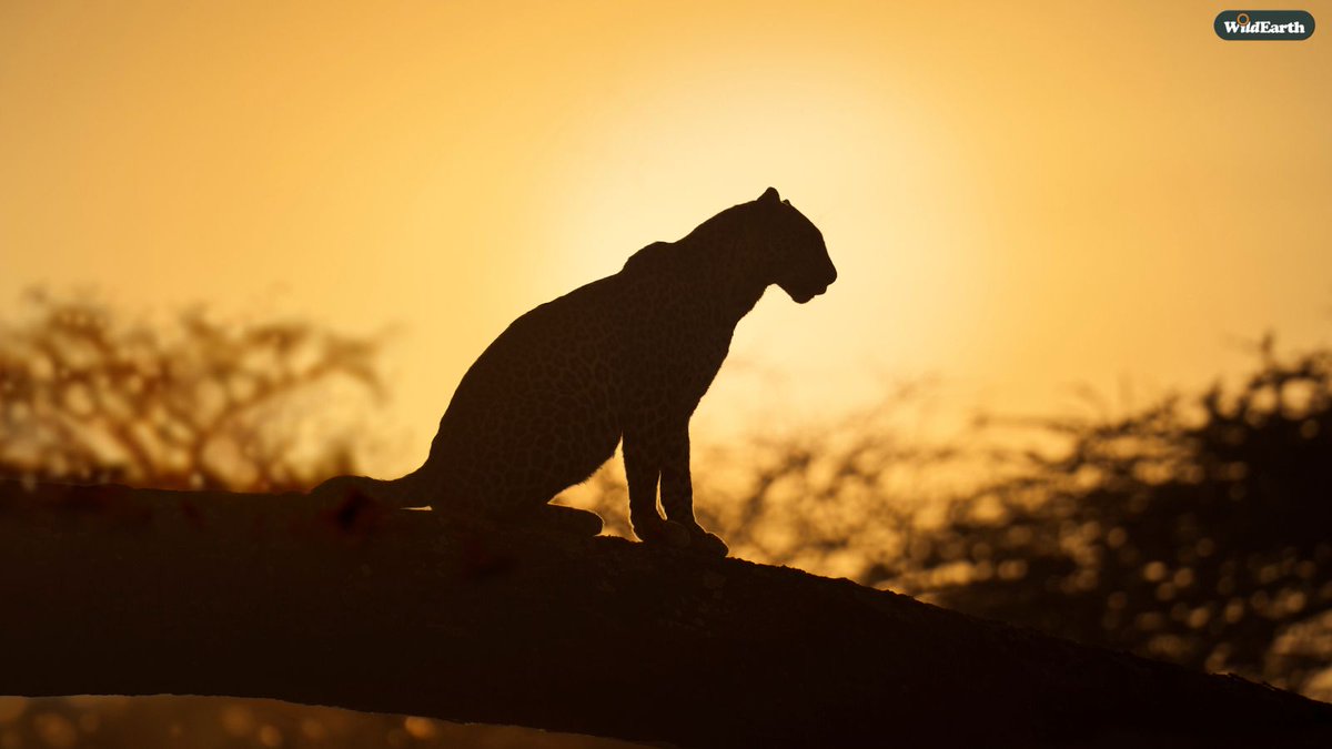 It is almost time for some Saturday afternoon cats on Sunset Safari. Jarret is your director, and Tadiwa is here to chat with all of you. Send your questions and comments to wildearth.tv/questions/
#wildearth