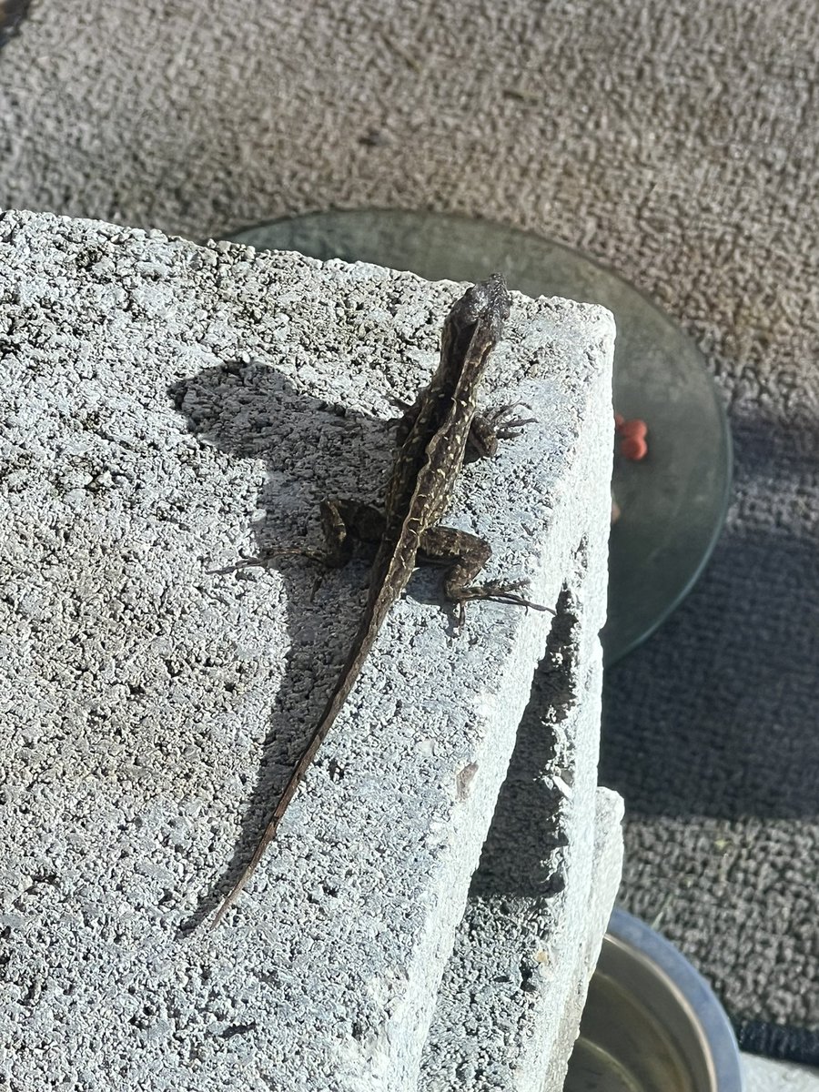 Skittles: Good #SaturdayMorning Everyone, while doing my Backyard #Hedgewatch Patrols I saw this lizard enjoying the warm sunshine on it’s body.
🏡🦎☀️
Another wonderful reminder of how Awesome Nature is when you take the time to enjoy it.
☮️💖😺
#LizardsofTwitter 
#Nature