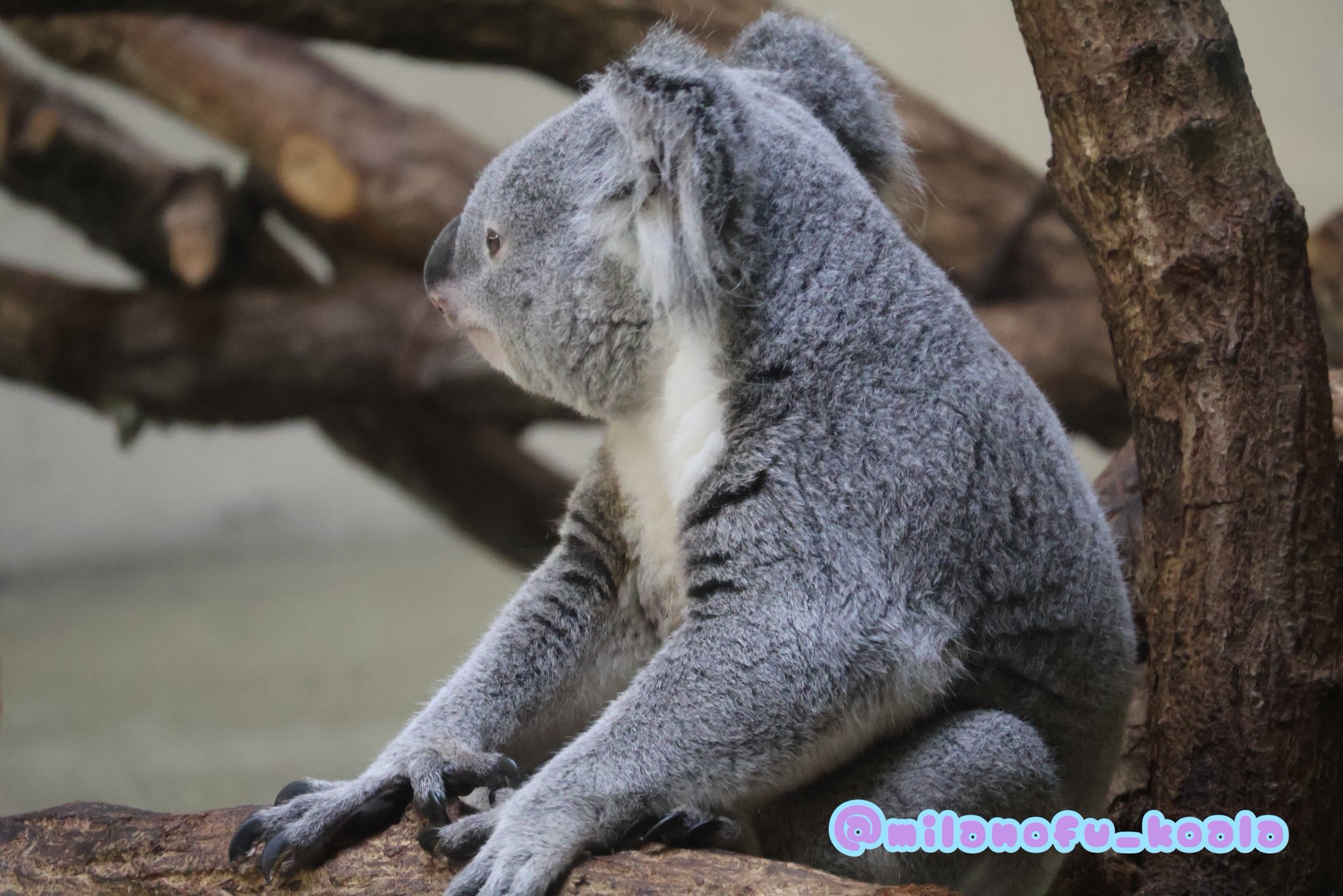 みらの🐨 on X: 