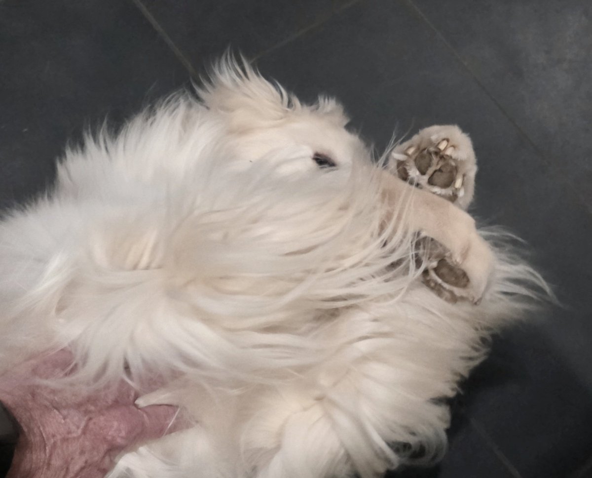 Ful_Filled_Life's tweet image. The patio door sensor went off at 3:30am this morning. Dad jumped out of bed to clear the house and backyard, while Mom and Pax held their ground. Dad sent the Wolfhounds out to check the front yard and Sampson...well, Sampson is retired!