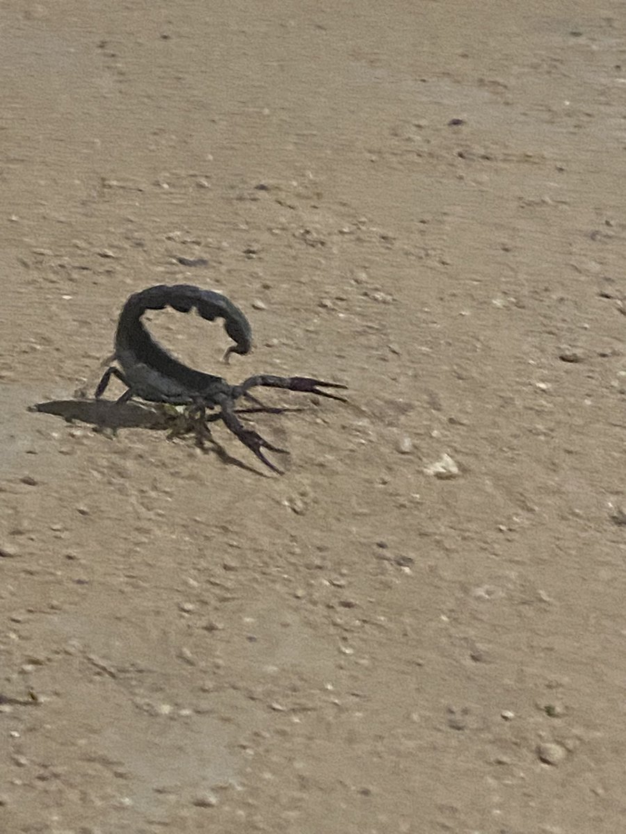 14hr work day, 10mile run, into some PBC games for some relaxation &amp; content. 

First deployment I’ve had a TCG. It’s made it way more enjoyable! 

Also, a picture of my friend I found on the run. I had to take a 10minutes break to follow him around. So cool!!

Happy&amp;Healthy :)