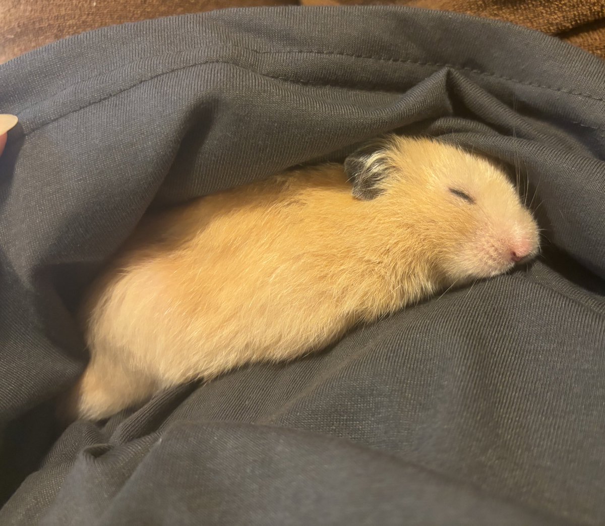 麦芽糖 tweet media