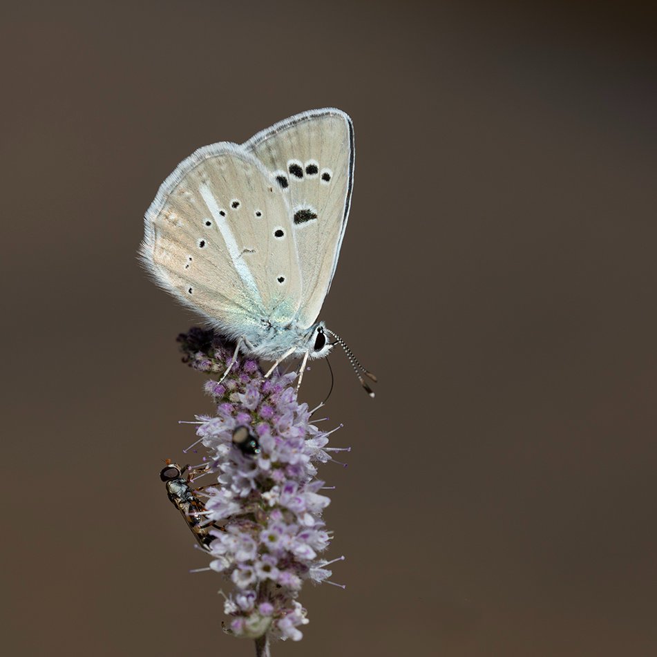 Bugünden bir kare, misafiri de var.
içime sindi doğrusu :)
Çokgözlü ( Agrodiaetus ) attalos mavisi olsa gerek :)