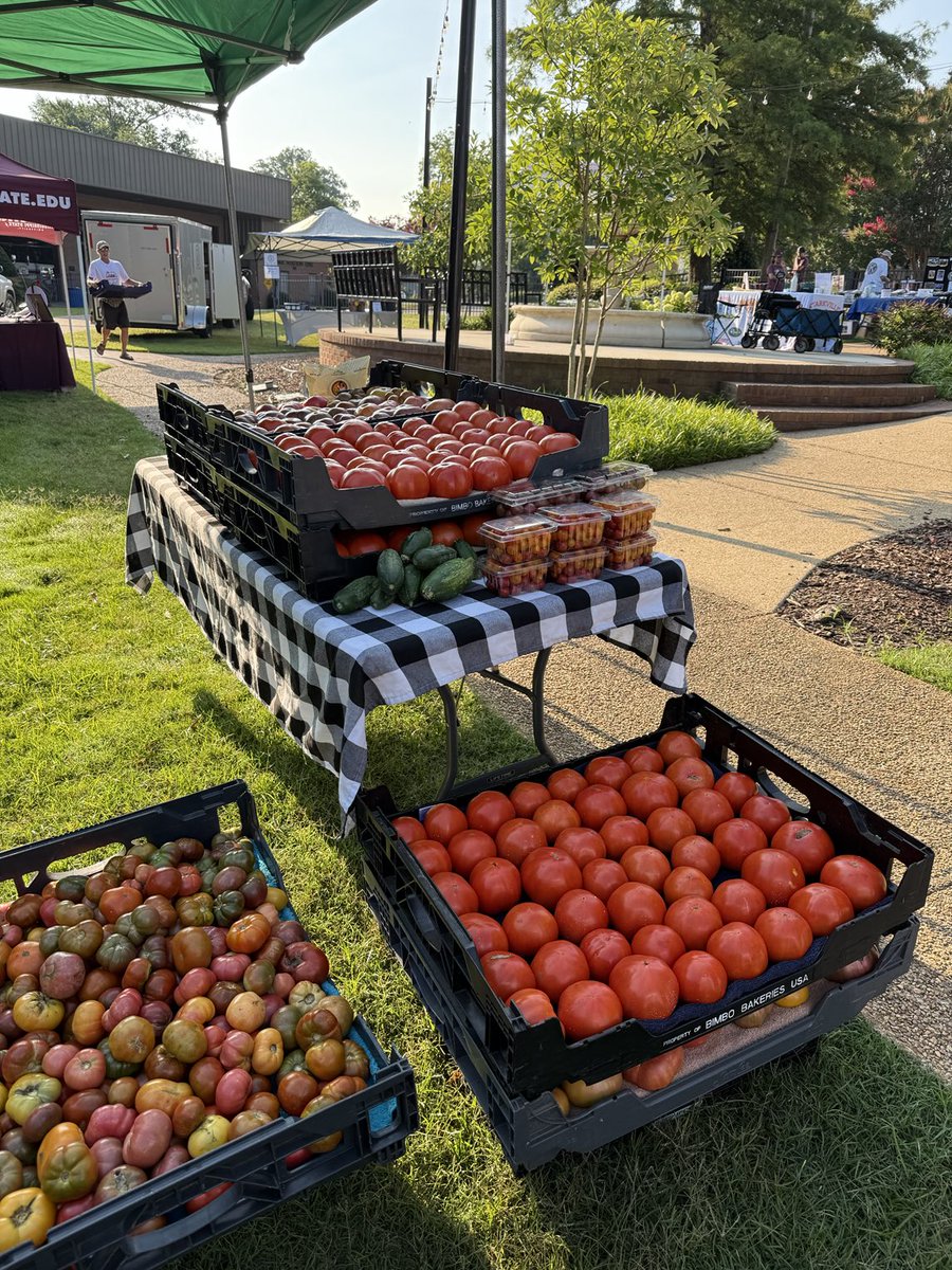 Lynn Spruill (@lynn_spruill) on Twitter photo Best tomato and flower selection ever!! @gsdp market is 3 minutes from the start. Come join us in β¦<a href="/mscollegetown/">Starkville, Mississippi</a>β© β¦<a href="/COStarkville/">City of Starkville</a>β© Music and friends and great food optionsβ¦no better place to be. Best tomato and flower selection ever!! @gsdp market is 3 minutes from the start. Come join us in β¦<a href="/mscollegetown/">Starkville, Mississippi</a>β© β¦<a href="/COStarkville/">City of Starkville</a>β© Music and friends and great food optionsβ¦no better place to be.