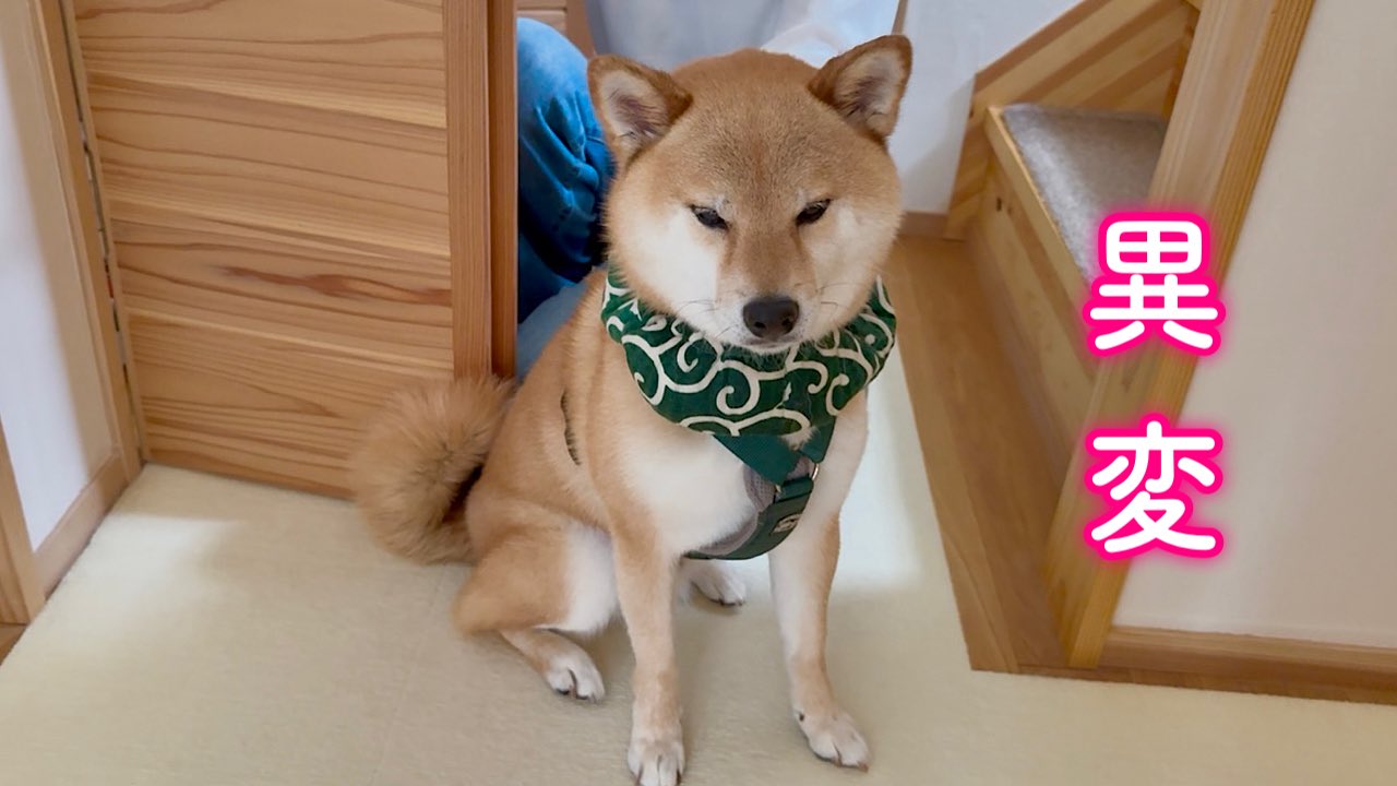 福ちゃん 81Vubq9p1gL._UF350,350_QL80_.jpg
