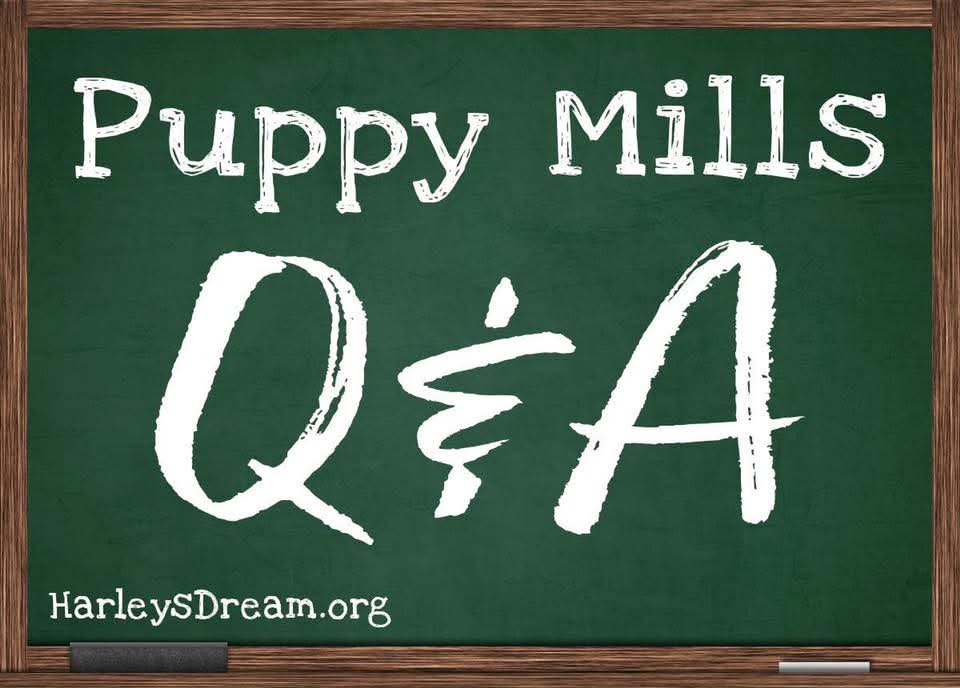 Educate yourself so you can educate others!

QUESTION: These breeders have a really nice website and the puppies in the photos look so cute. What makes you think that this is a puppy mill?

Answers 👇