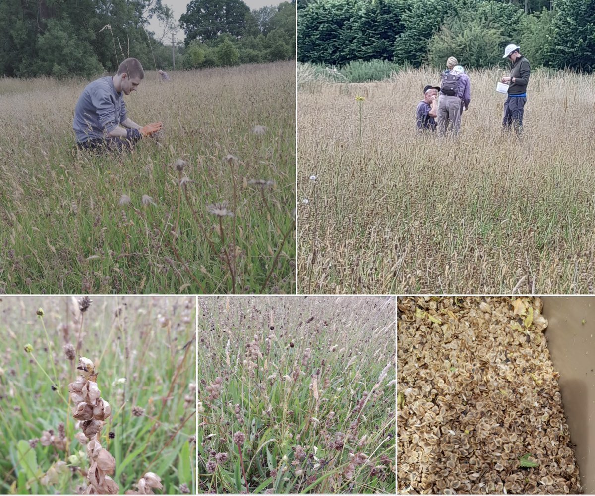 Our volunteer team  collected yellow rattle seed. It's laborious work, but well worth it as the seed will be sown in areas where we don't have rattle growing. This incredible plant reduces vigorous grasses and paves the way for other wildflower species to take hold.