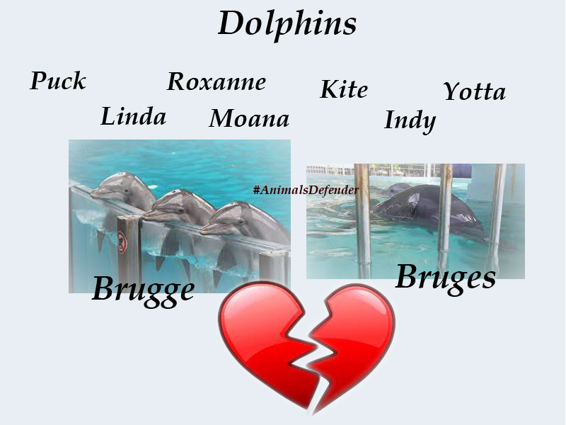 CagesFree's tweet image. #StopAbusingAnimals
She deserves happiness
She deserves a life free from suffering
Dolphins are #not an entertaining 
Open swimming pool?
More care?
A better life? 🤥