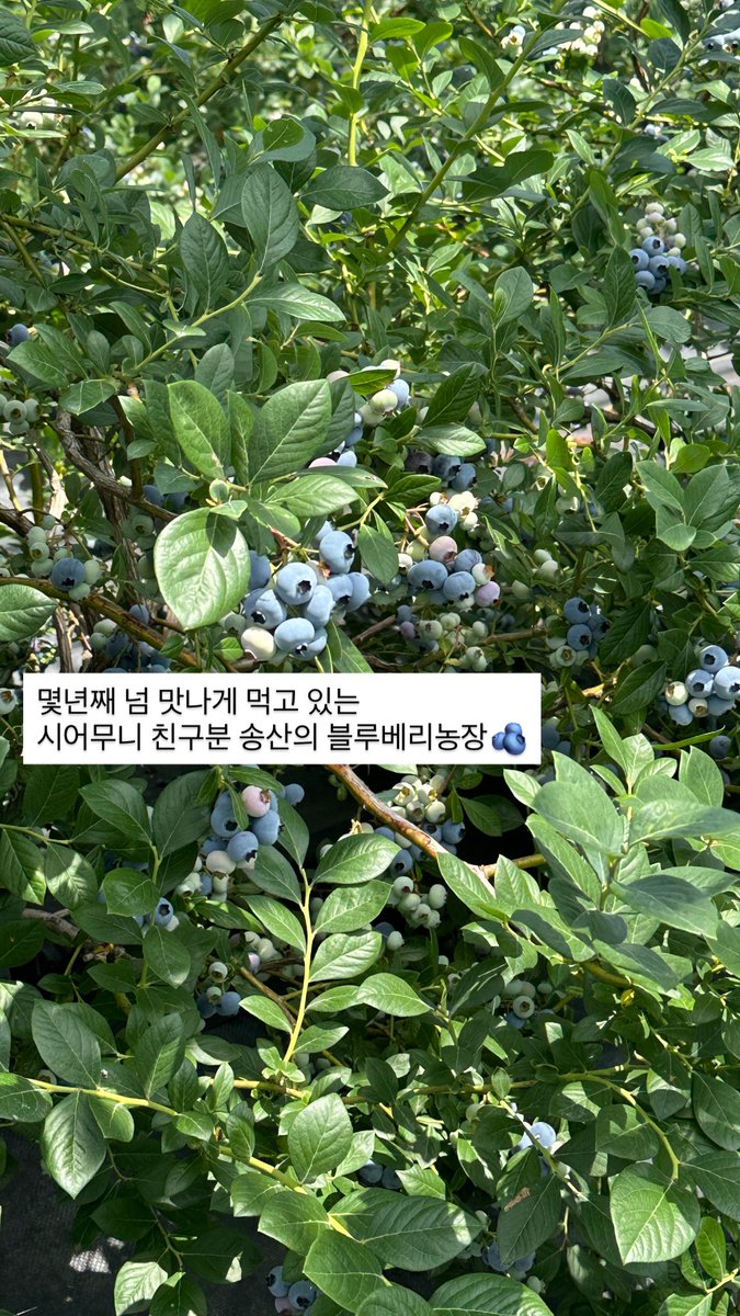 오늘 블베 따기 1일 체험 다녀왔음!
매년 여름 젤 맛나게 먹는 송산 블루베리