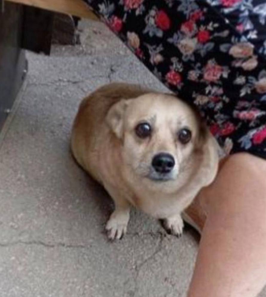 Друзья, у нас вот такое пополнение, собачка Жуля - уже завтра с утра встречаем её в Москве.

У неё умерла хозяйка, пролежав в квартире неизвестно сколько дней. А вместе с ней там же находилась её собачка Жулька. Пока не пошел запах в подъезде никто даже не обратил внимания, что