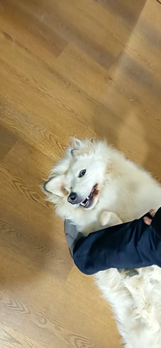 FrenchMelody's tweet photo. @mrsdvl_ L'amour de ma vie ❤️ (et la dernière avec ation un chien qu'on a trouvé abandonné et gardé le temps qu'il soit adopté parce que 2 chiens géant c'est pas gérable 😅) https://t.co/lKY5X11vDQ
