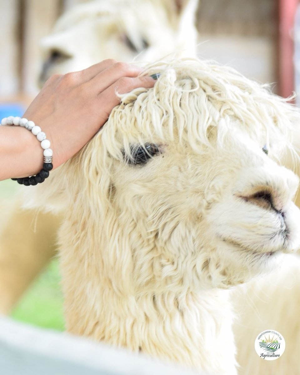 MoCoOAG's tweet image. Montgomery County farms offer fun, hands-on animal experiences—but every farm has its own rules for feeding and interacting with animals.
Be sure to call ahead or check the farm’s website so you know what to expect. montgomerycountymd.gov/agservices/Res…