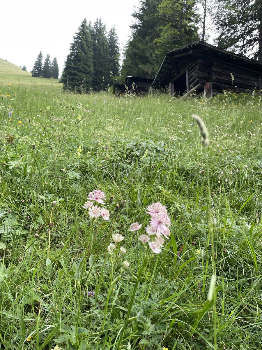 Heiterluft's tweet photo. Tolle Eierschwämme (Pfifferlinge) nach den Gewitterregen von letzter Woche im Berner Oberland! https://t.co/wimVjkdTzn