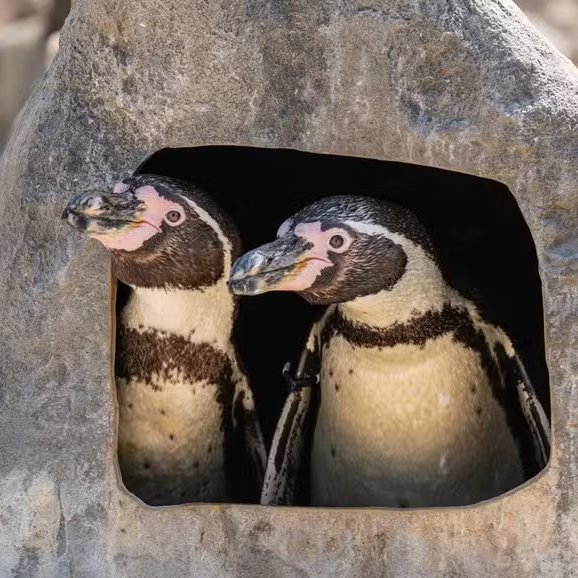 poptime's tweet photo. Um casal de pinguins machos chocaram um ovo abandonado juntos e estão criando o filhote no Zoológico de Chester, no Reino Unido. 🥹❤️ https://t.co/lfJpWdosBP