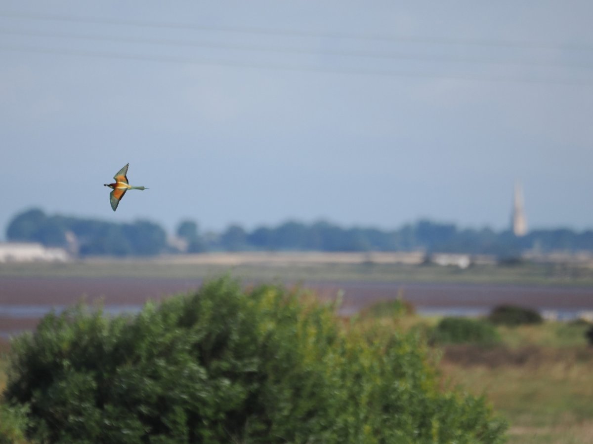 Harry's Birds & Wildlife tweet media