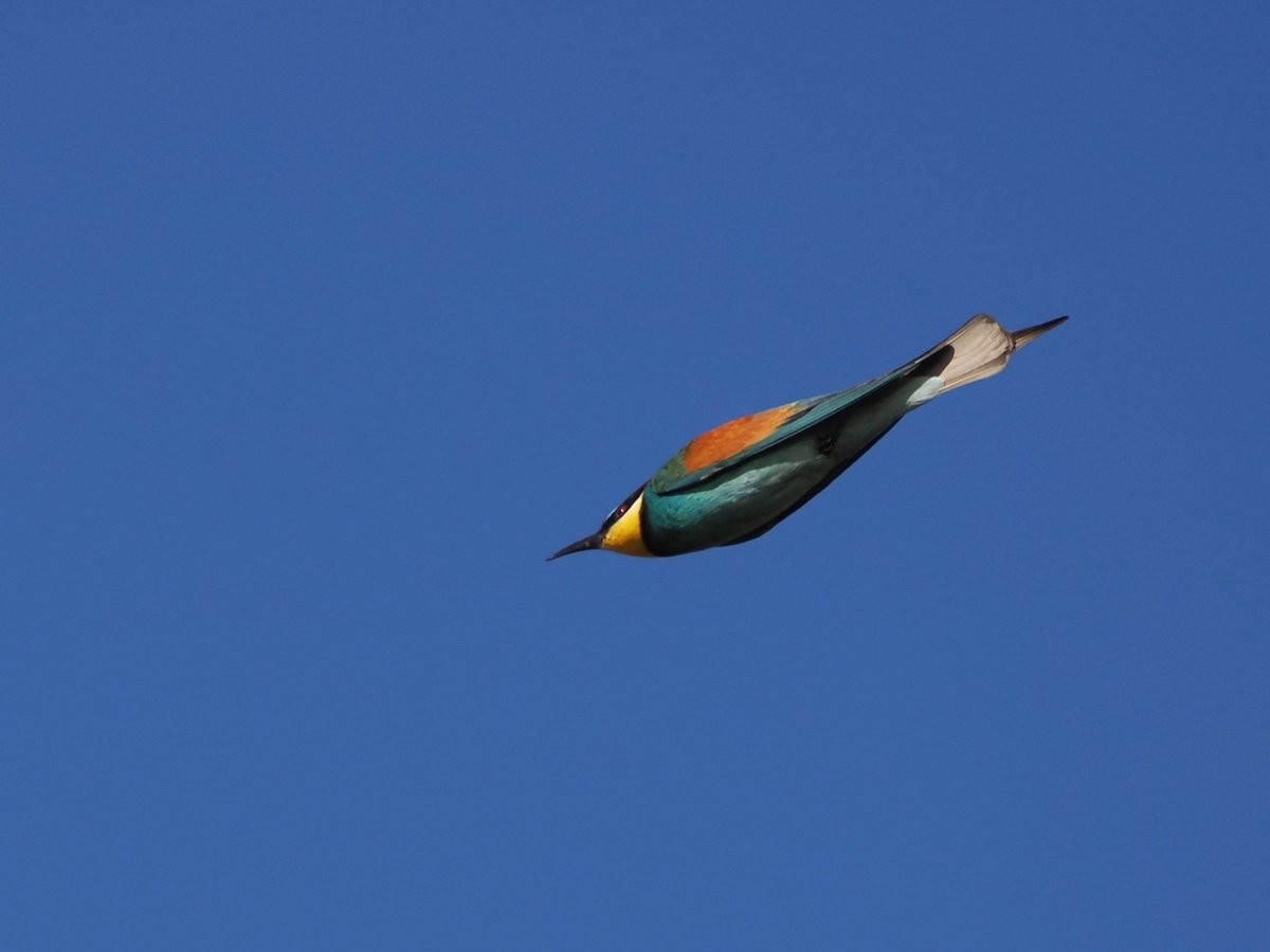 Harry's Birds & Wildlife tweet media