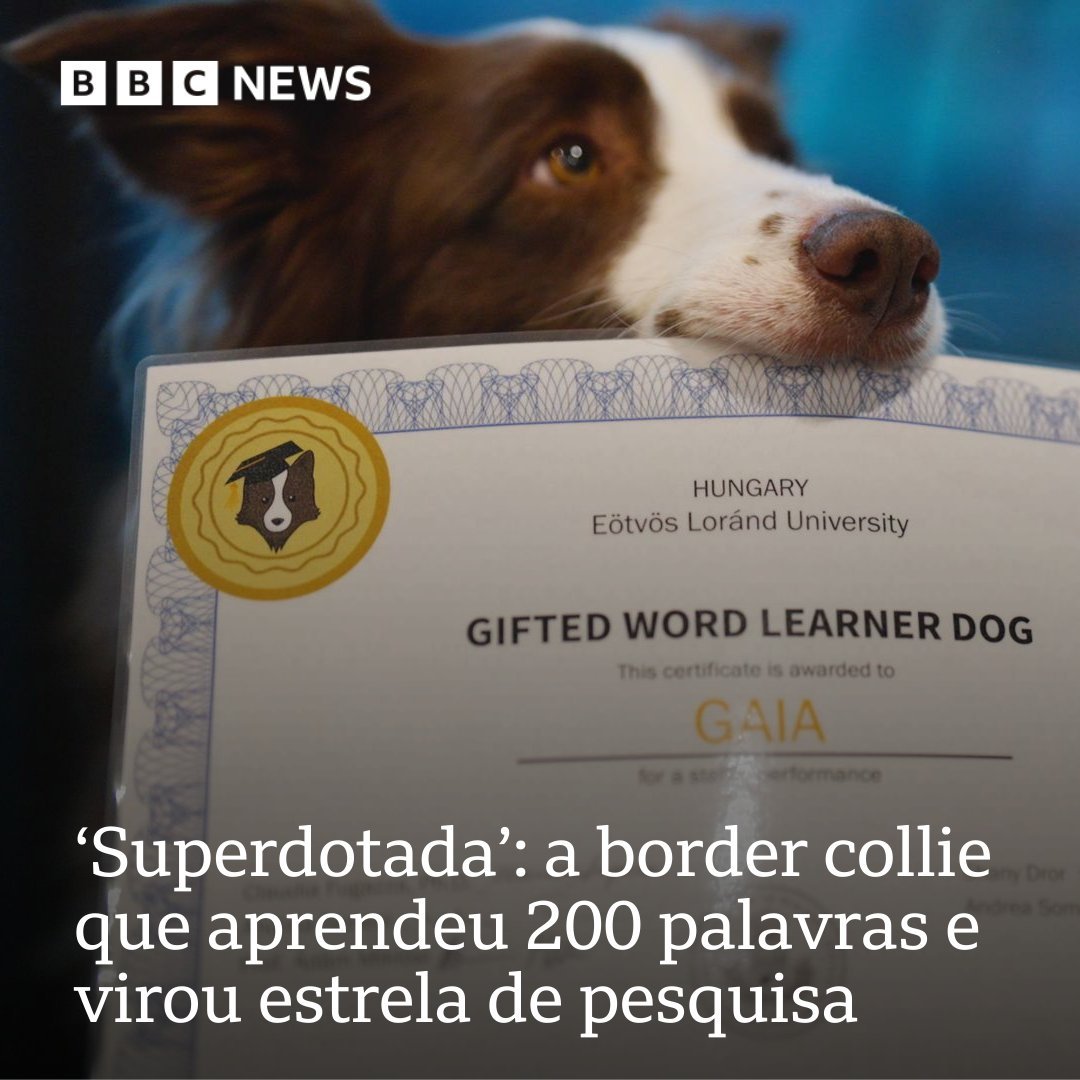 Gaia tem 215 brinquedos e reconhece o nome de cada um deles. A pet de um casal de brasileiros seria um de apenas 41 cachorros com essa habilidade bbc.in/4nqPUae

#ArquivoBBC