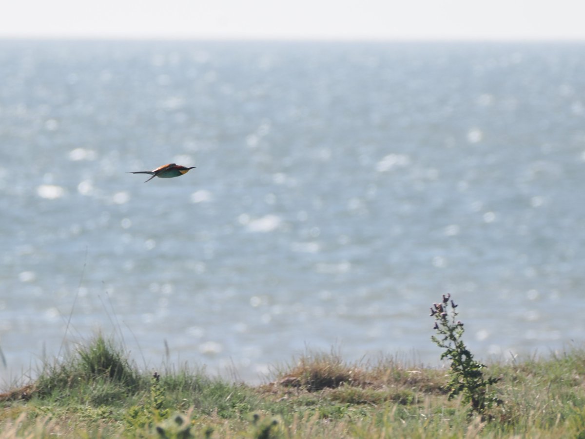 Harry's Birds & Wildlife tweet media