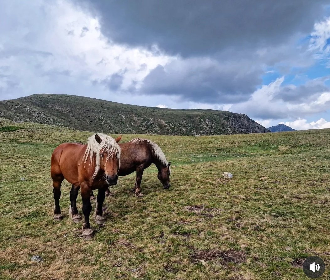 ricardrigall's tweet photo. A la Portella de la Coma d'en Garcia (2.535 m), observant en bona companyia com s'apropava la forta tempesta des de l'Arieja. #portelladelacomadengarcia #comadengarcia #comador #portè #altacerdanya #visitpo #pyreneesorientales #bicicleta #btt #mtb #estiu2025 https://t.co/V23tOoFwR4