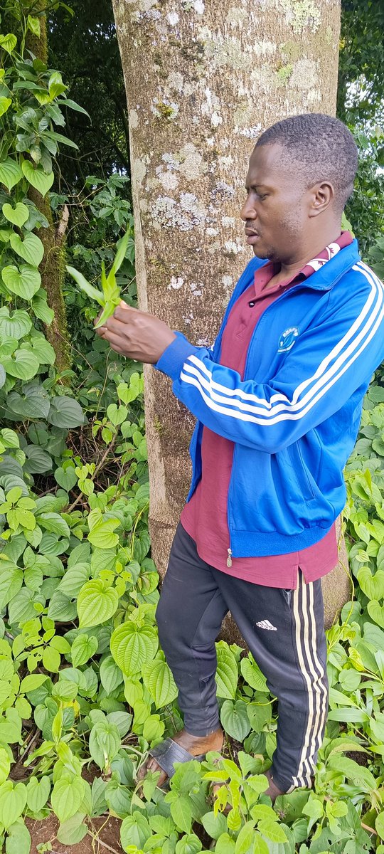 AbiluTangwa's tweet photo. The Trees Are Talking ๐ณ๐ฅ
"Forests absorb 1/3 of human CO2 emissions.
Yet we cut down 10 million hectares/year,a football field every SECOND.
Indigenous peoples protect 80% of global biodiversity.
Support land rights. Stop deforestation. #StandWithIndigenous #NatureBasedSolutions"
