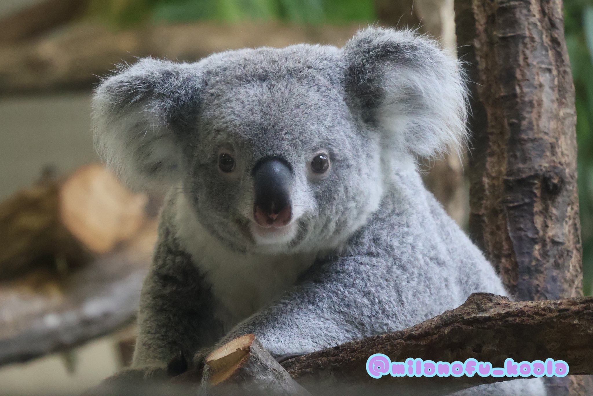 新着入荷の通販 みらの🐨  X: on 化粧下地