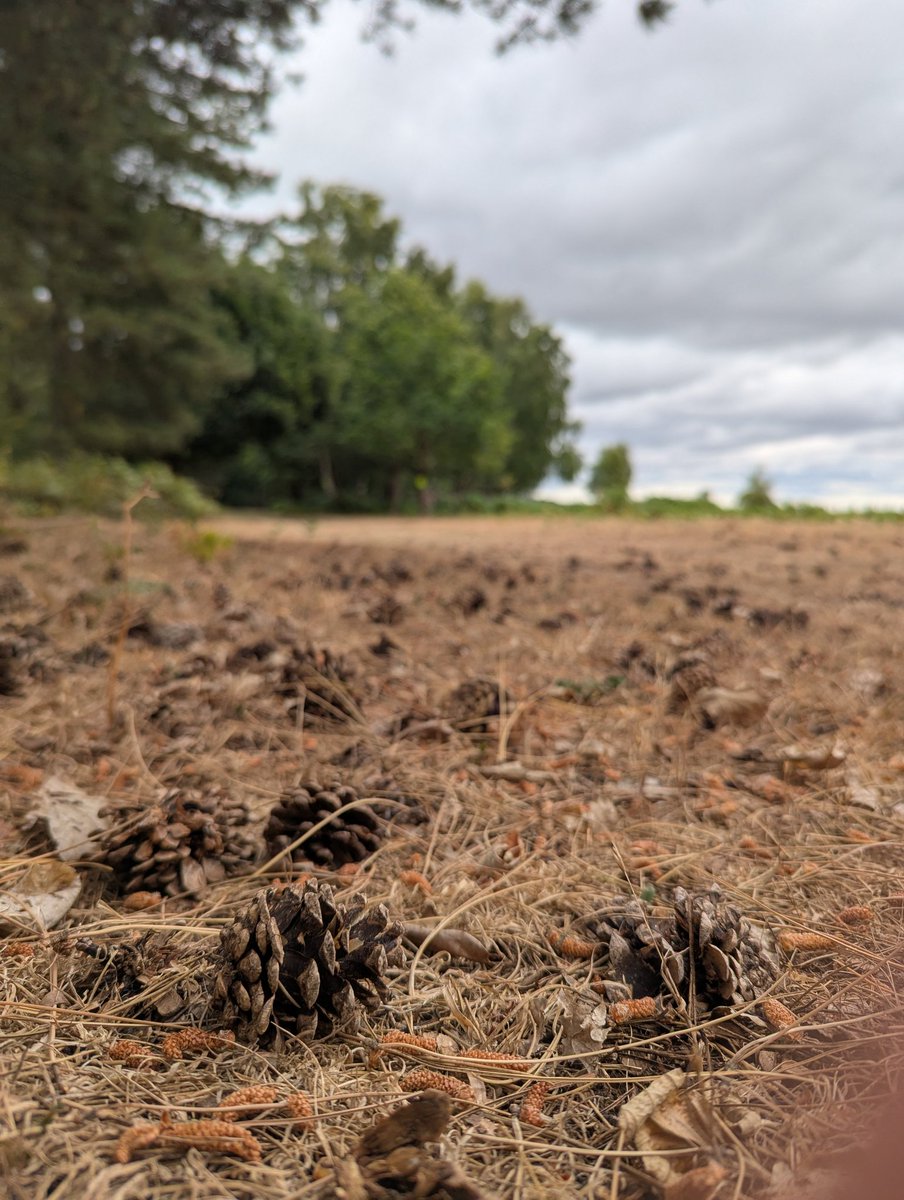 baslovia's tweet image. A charming walk at Thoresby Park - Walk for Parkinson's 👣
Rare chance exploring areas of the estate that are not usually open to the public. Stately hall, ancient and new woodland, lakes, meadows, farm land, river, church and park. Special thanks to the organisers