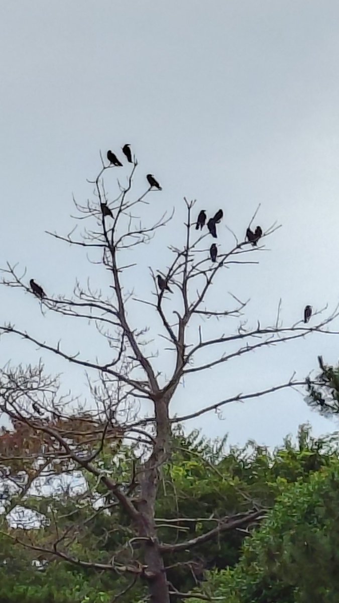 😍カラスくん豆知識😍
その1、人間の5倍の視力がある！(鳥は全体的に目は良く猛禽類はもっといいんですよ(^^)
#カラスの視力 #秋ヶ瀬公園 #森の忍者