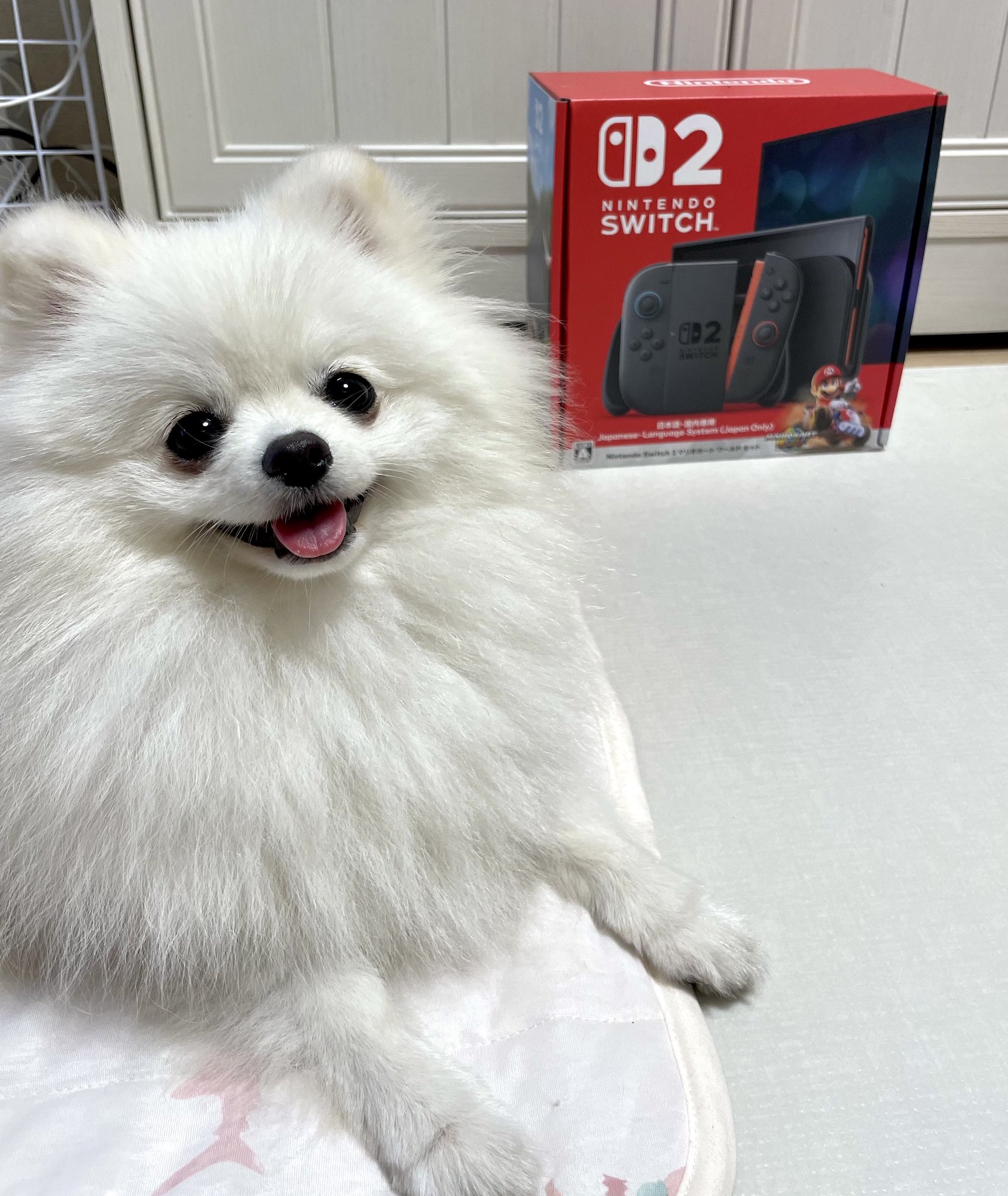 ⭐︎ぼめらにあん⭐︎Nintendo Switch 本体 ポメラニアン ましゅまろ🐶 on X: 