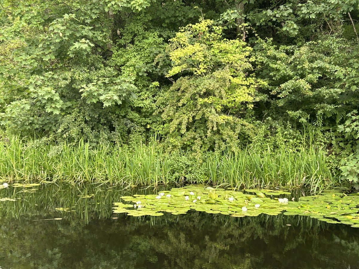 Waterlilies, Forth &amp; Clyde canal