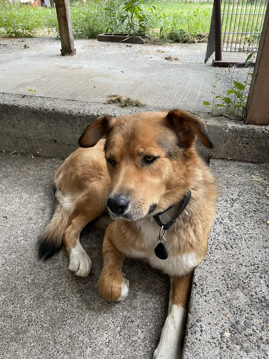 Gm today we have a new friend for the weekend.  

Fostering Ginger for the local SPCA.