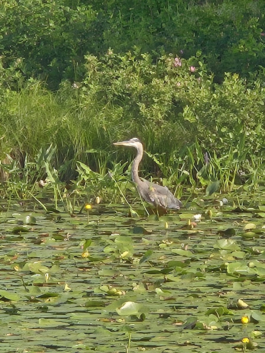 Seen at Fish Pond, Northbridge