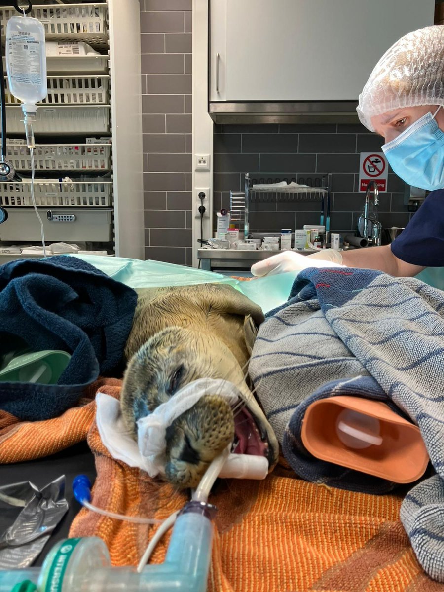Zeehondencreche's tweet image. Again back luck for Rave: she needed an emergercy surgery yesterday. 💔 She is ok, but of course very vulnerable. Read more: zeehondencentrum.nl/en/news/weer-p…