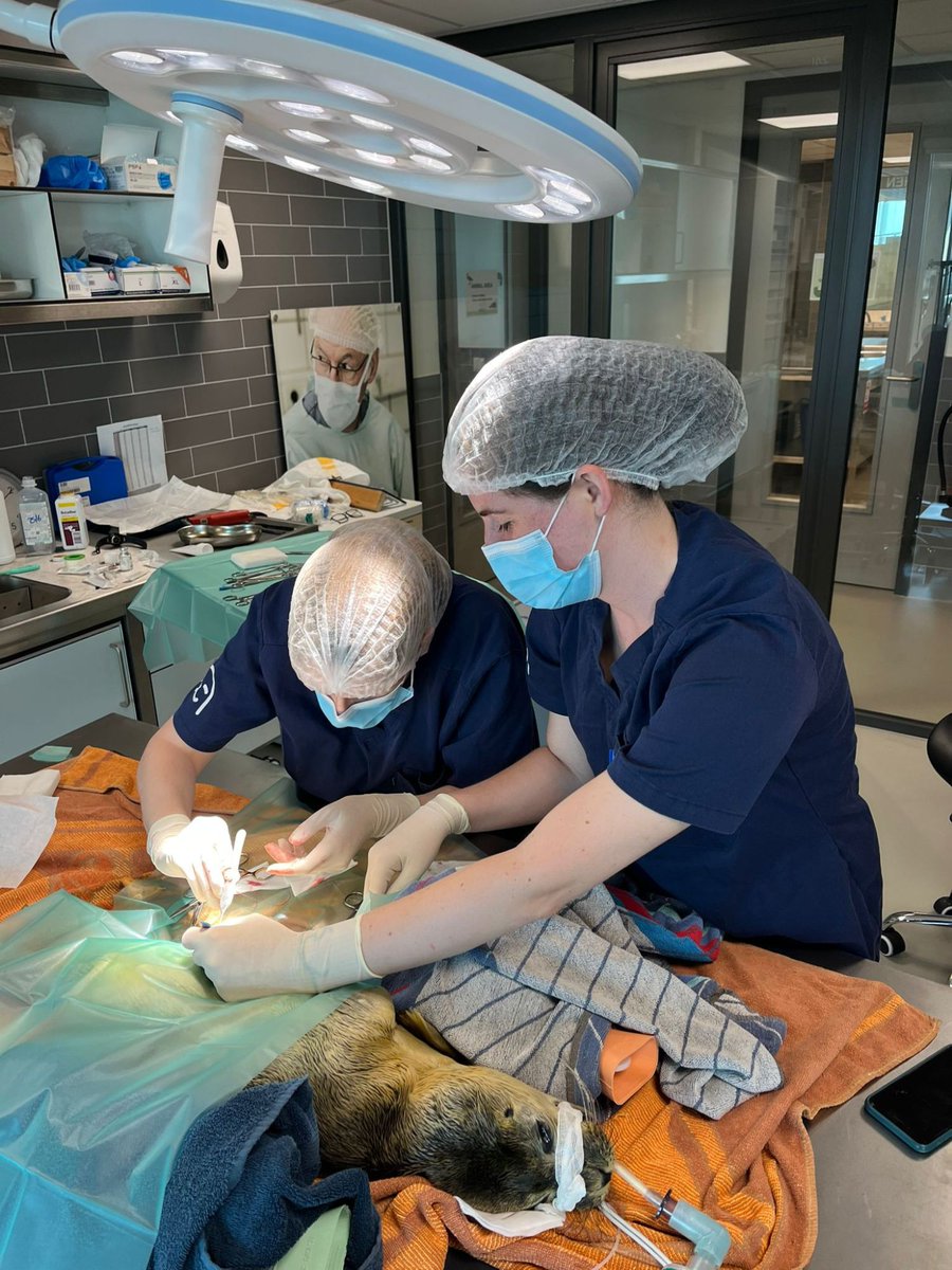 Zeehondencreche's tweet image. Again back luck for Rave: she needed an emergercy surgery yesterday. 💔 She is ok, but of course very vulnerable. Read more: zeehondencentrum.nl/en/news/weer-p…