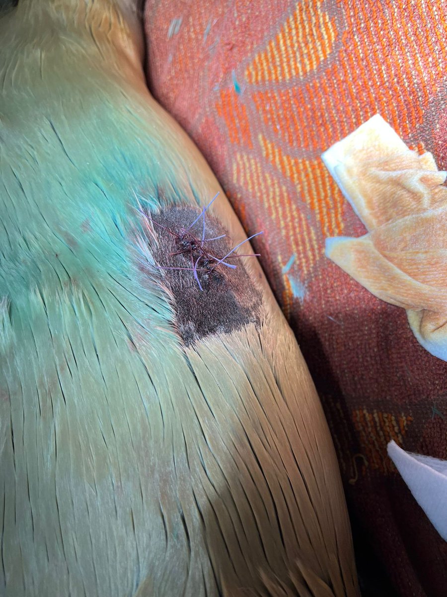 Zeehondencreche's tweet image. Again back luck for Rave: she needed an emergercy surgery yesterday. 💔 She is ok, but of course very vulnerable. Read more: zeehondencentrum.nl/en/news/weer-p…