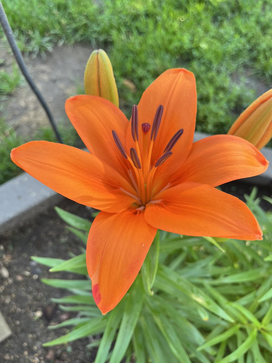 CoachK_NSU's tweet image. All different colors. All thriving in the same garden. 🌺🌼🌿
A reminder: strength isn’t in sameness — it’s in growing together, side by side.