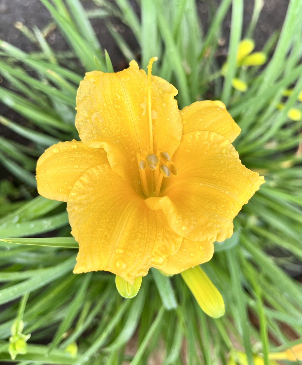 CoachK_NSU's tweet image. All different colors. All thriving in the same garden. 🌺🌼🌿
A reminder: strength isn’t in sameness — it’s in growing together, side by side.