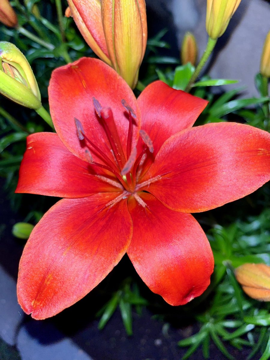 CoachK_NSU's tweet image. All different colors. All thriving in the same garden. 🌺🌼🌿
A reminder: strength isn’t in sameness — it’s in growing together, side by side.