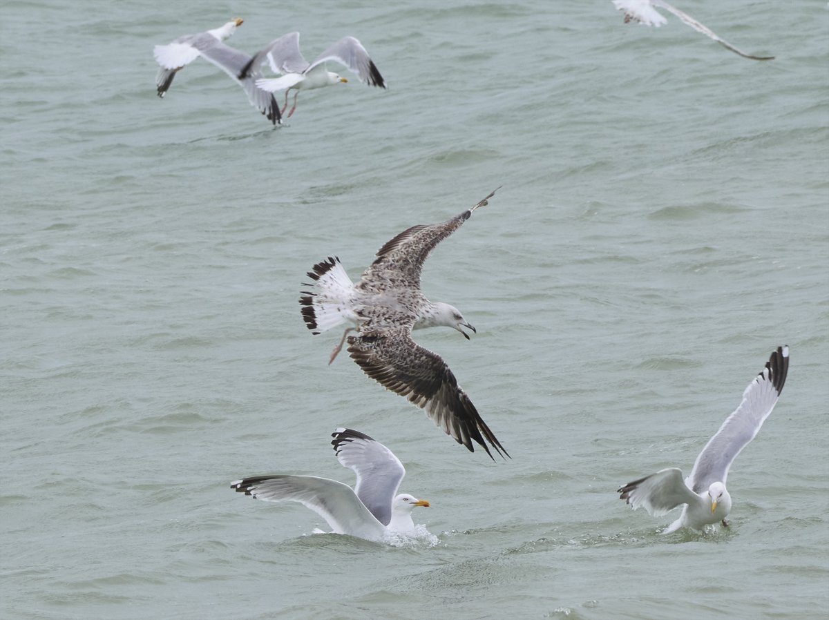 Beachy Head Birder (@beachybirder) on Twitter photo Eastbourne Beach: At least 2 different juvenile Yellow legged Gull at the fresh fish shop and a HUGE 2cy bird. <a href="/SussexBirding/">Sussex Birding</a> Eastbourne Beach: At least 2 different juvenile Yellow legged Gull at the fresh fish shop and a HUGE 2cy bird. <a href="/SussexBirding/">Sussex Birding</a>