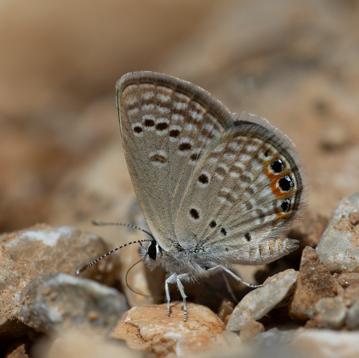 Ülkemizdeki en küçük kelebekle tanışmak ister misiniz?
1 cm den küçük kendisi. Arazide takip etmek neredeyse imkansız. 
Mücevher Kelebeği /  Chilades trochylus

Mücevherleri de kuyruğunda sanırım. :))