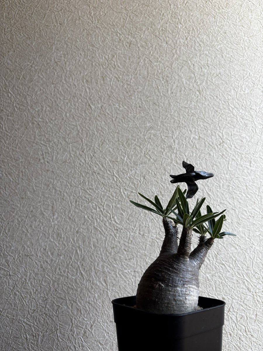 thee_zoe's tweet photo. 🌵🦅
好きと好きの組み合わせ🫶

#多肉植物
#ビザールプランツ
#多肉植物好き
#サボテン好き
#ユーフォルビア好き
#パキポディウム
#グラキリス
#いぬいうつわ https://t.co/WLqLfUYdQs