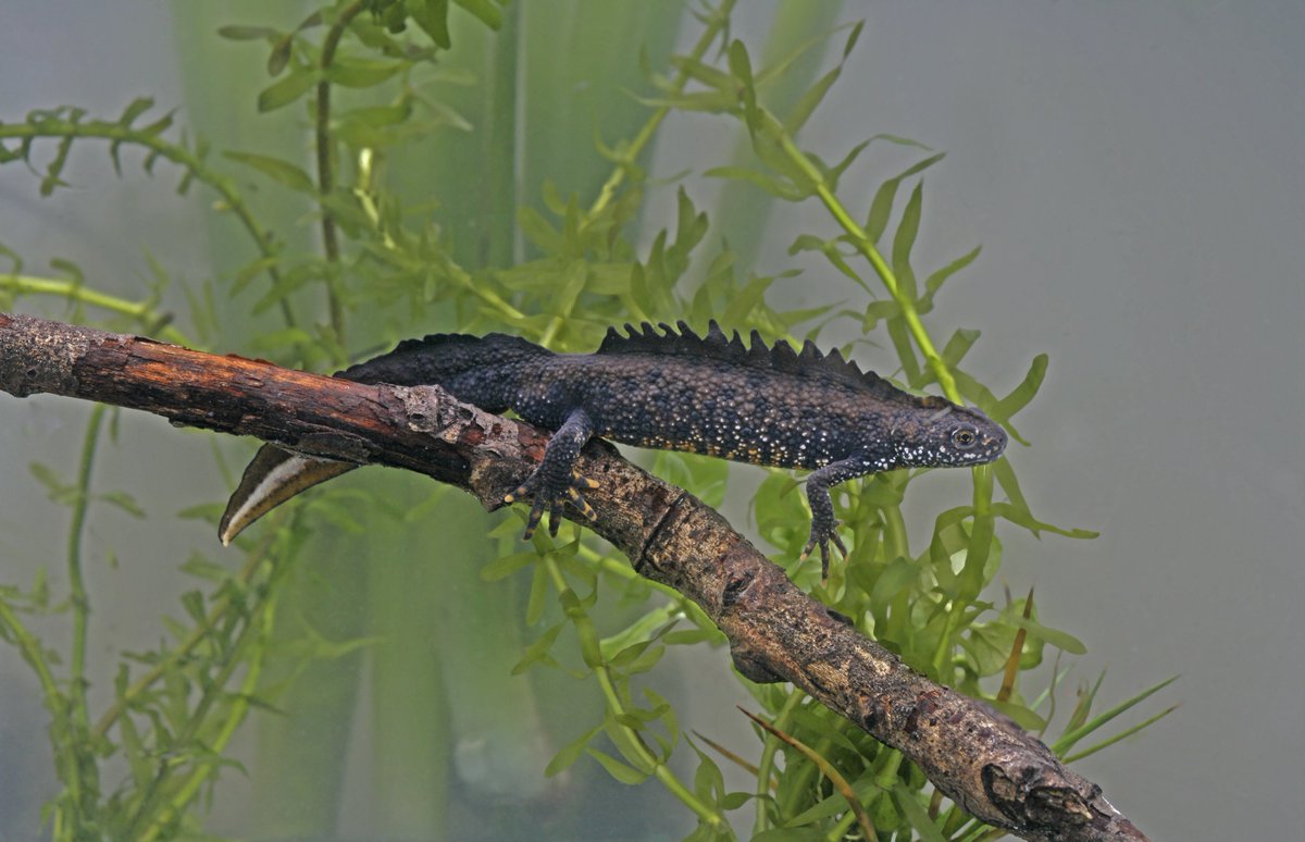 GRotgers's tweet image. Kamsalamander verdwijnt door nalatig natuurbeheer. Provincie Noord-Brabant wil buiten N2000 Leemkuilen natte zones aanleggen voor o.a. de kamsalamander, maar heeft binnen het natuurgebied het beheer niet op orde. Artikel nu online:
stichtingagrifacts.nl/kamsalamander-…