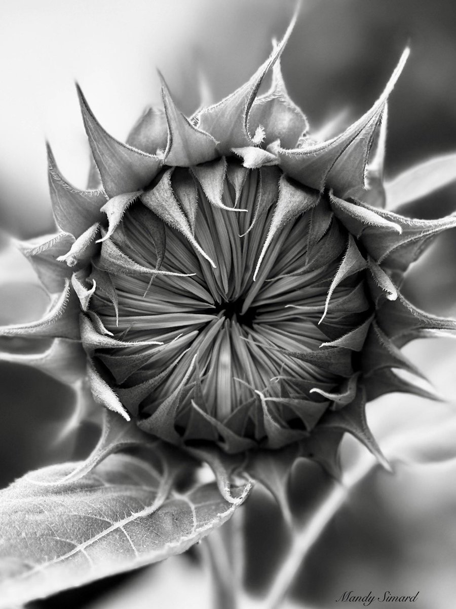 Mandy Simard (@mandylsimard) on Twitter photo Share a picture of a Sunflower! 🌻 📸
“A sunflower on the edge of becoming—there’s beauty in the in-between.” Share a picture of a Sunflower! 🌻 📸
“A sunflower on the edge of becoming—there’s beauty in the in-between.”